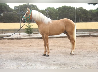 PRE Mix, Stallone, 4 Anni, 161 cm, Palomino