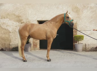PRE Mix, Stallone, 4 Anni, 161 cm, Palomino