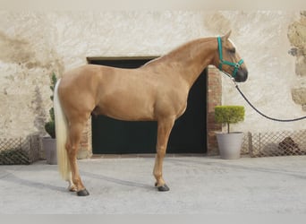 PRE Mix, Stallone, 4 Anni, 161 cm, Palomino