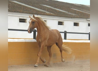PRE Mix, Stallone, 4 Anni, 161 cm, Palomino