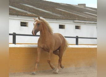 PRE Mix, Stallone, 4 Anni, 161 cm, Palomino
