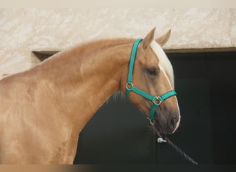 PRE Mix, Stallone, 4 Anni, 161 cm, Palomino