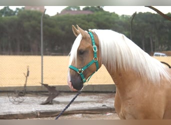 PRE Mix, Stallone, 4 Anni, 161 cm, Palomino