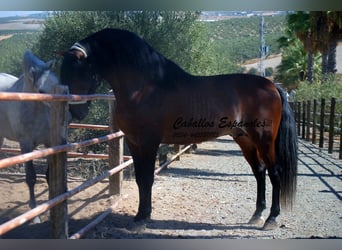 PRE Mix, Stallone, 4 Anni, 162 cm, Baio