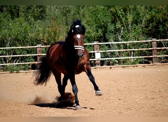 PRE Mix, Stallone, 4 Anni, 162 cm, Baio