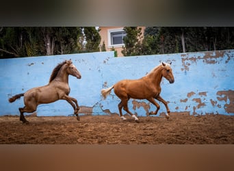 PRE Mix, Stallone, 4 Anni, 162 cm, Champagne