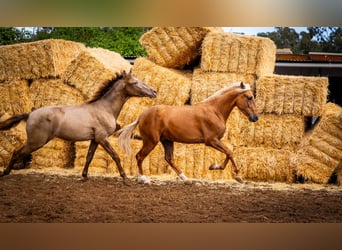 PRE Mix, Stallone, 4 Anni, 162 cm, Champagne