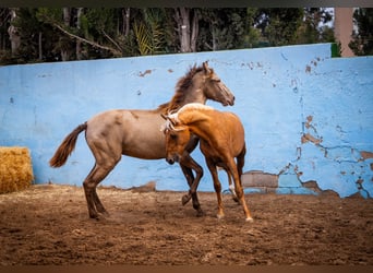PRE Mix, Stallone, 4 Anni, 162 cm, Champagne