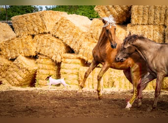 PRE Mix, Stallone, 4 Anni, 162 cm, Champagne