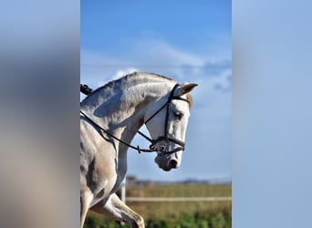 PRE Mix, Stallone, 4 Anni, 162 cm, Champagne