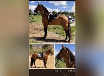 PRE, Stallone, 4 Anni, 162 cm, Falbo