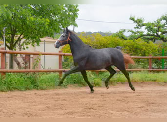 PRE Mix, Stallone, 4 Anni, 162 cm, Grigio