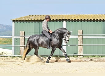 PRE Mix, Stallone, 4 Anni, 162 cm, Grigio