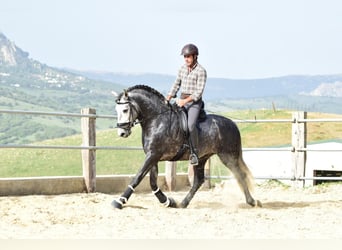 PRE Mix, Stallone, 4 Anni, 162 cm, Grigio