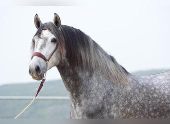 PRE Mix, Stallone, 4 Anni, 162 cm, Grigio