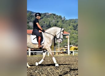 PRE Mix, Stallone, 4 Anni, 162 cm, Grigio