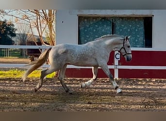 PRE, Stallone, 4 Anni, 162 cm, Grigio