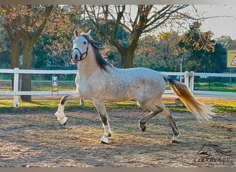 PRE, Stallone, 4 Anni, 162 cm, Grigio