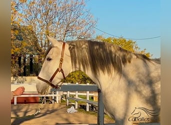 PRE, Stallone, 4 Anni, 162 cm, Grigio