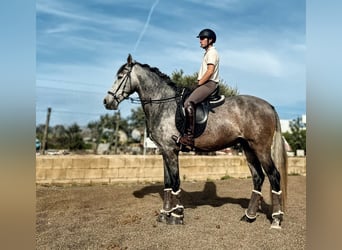 PRE, Stallone, 4 Anni, 162 cm, Grigio pezzato