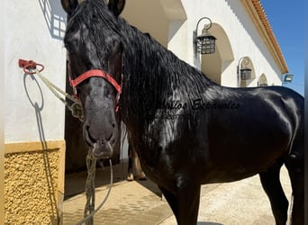 PRE Mix, Stallone, 4 Anni, 162 cm, Morello