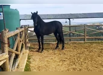 PRE Mix, Stallone, 4 Anni, 162 cm, Morello