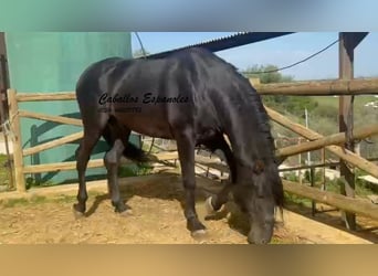 PRE Mix, Stallone, 4 Anni, 162 cm, Morello