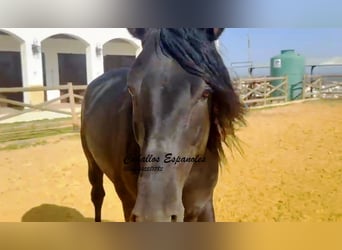 PRE Mix, Stallone, 4 Anni, 162 cm, Morello