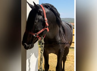 PRE Mix, Stallone, 4 Anni, 162 cm, Morello