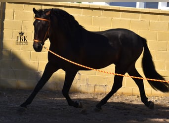 PRE Mix, Stallone, 4 Anni, 163 cm, Baio