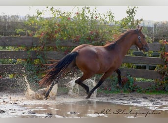 PRE Mix, Stallone, 4 Anni, 163 cm, Baio