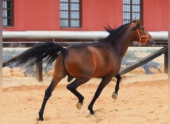 PRE Mix, Stallone, 4 Anni, 163 cm, Baio