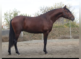 PRE Mix, Stallone, 4 Anni, 163 cm, Baio