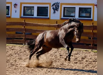 PRE, Stallone, 4 Anni, 163 cm, Baio nero