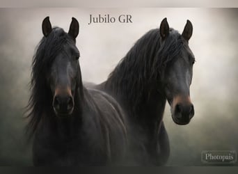 PRE, Stallone, 4 Anni, 163 cm, Baio scuro