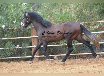 PRE, Stallone, 4 Anni, 163 cm, Falbo baio