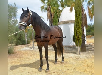 PRE, Stallone, 4 Anni, 163 cm, Falbo baio