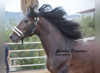 PRE, Stallone, 4 Anni, 163 cm, Falbo baio