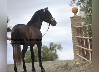 PRE, Stallone, 4 Anni, 163 cm, Falbo baio