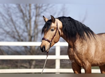 PRE Mix, Stallone, 4 Anni, 163 cm, Falbo