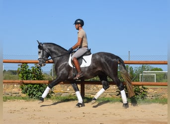 PRE Mix, Stallone, 4 Anni, 163 cm, Grigio