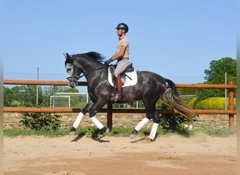 PRE Mix, Stallone, 4 Anni, 163 cm, Grigio