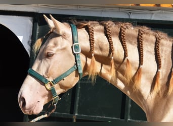 PRE, Stallone, 4 Anni, 163 cm, Pearl