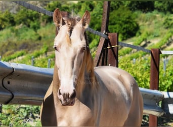 PRE, Stallone, 4 Anni, 163 cm, Pearl
