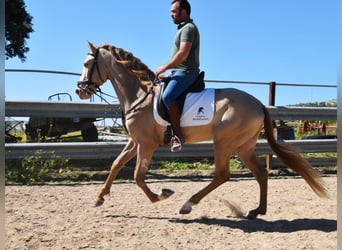 PRE, Stallone, 4 Anni, 163 cm, Pearl