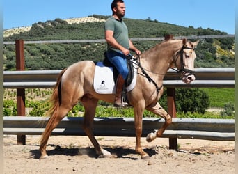 PRE, Stallone, 4 Anni, 163 cm, Pearl