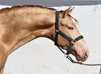 PRE, Stallone, 4 Anni, 163 cm, Pearl