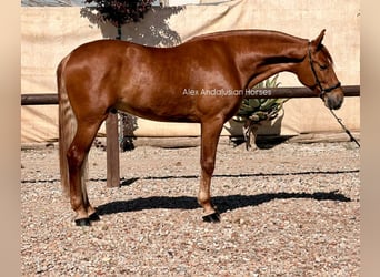 PRE Mix, Stallone, 4 Anni, 163 cm, Sauro