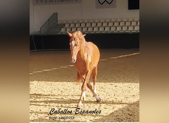 PRE Mix, Stallone, 4 Anni, 163 cm, Sauro