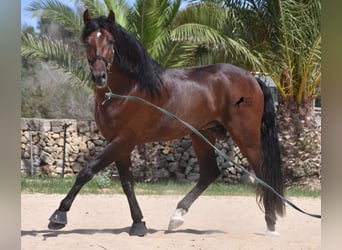 PRE, Stallone, 4 Anni, 164 cm, Baio